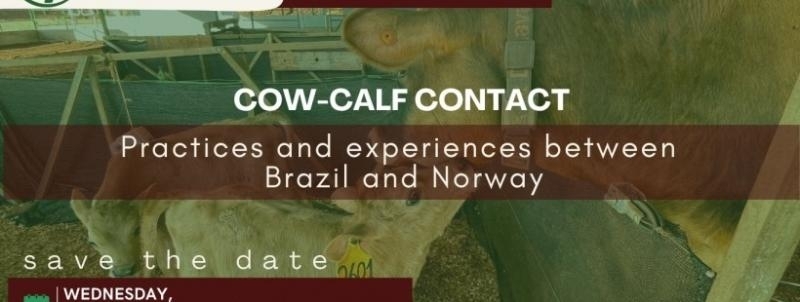 Cow-calf contact - Practices and experiences between Brazil and Norway